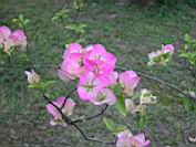 DSCN0047(800).JPG