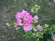 DSCN0048(800).JPG